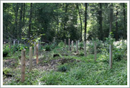 Ripiantumazione alberi Ripiantumazione alberi